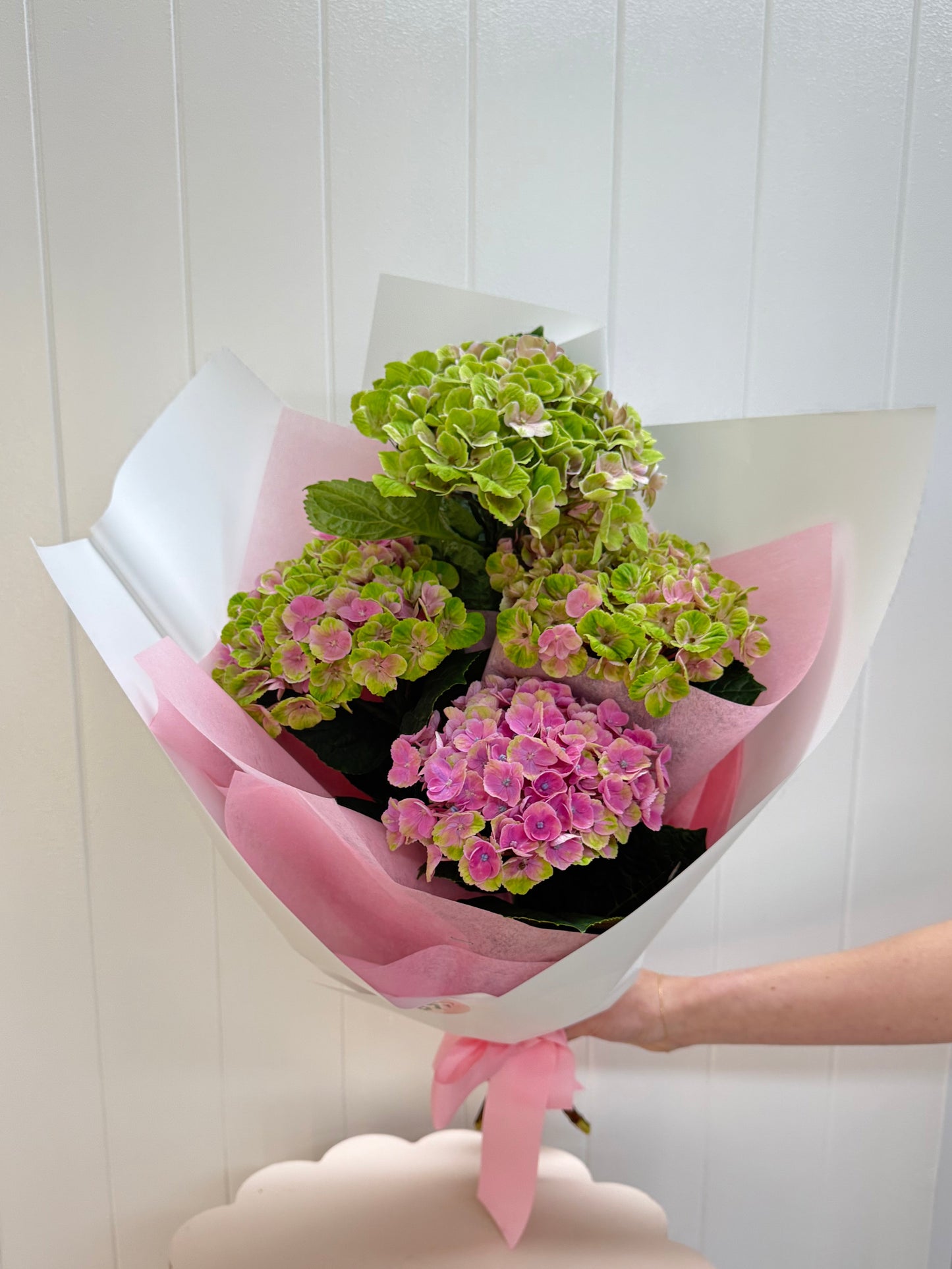 Sweetest Hydrangea